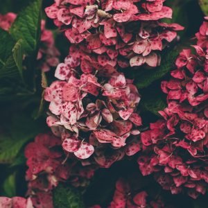 annie-spratt-ne5bE5e6dWE-unsplash